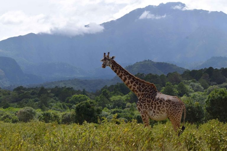 Arusha National Park giraffe and kilimanjaro