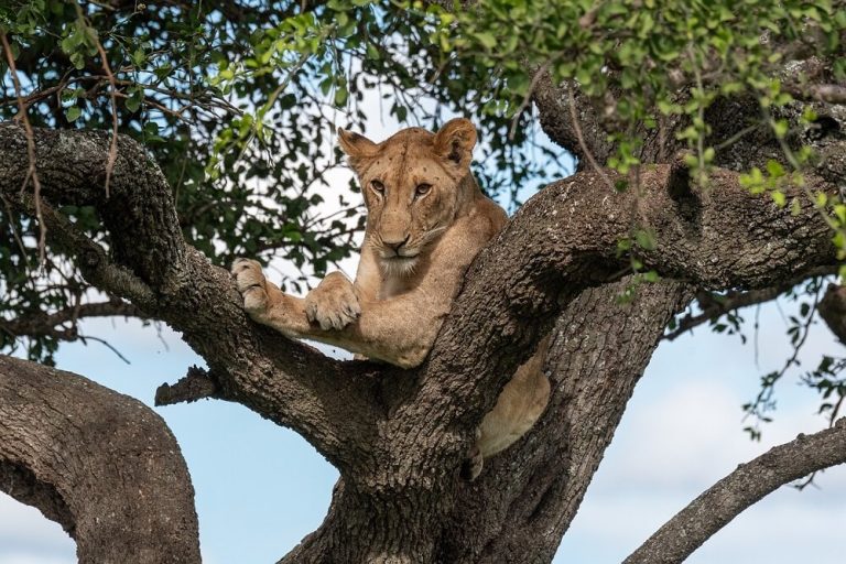 Lake Manyara National Park tree lion one