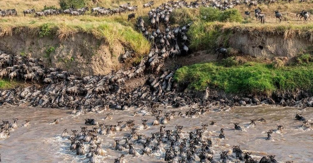 3 Days Serengeti and Lake Manyara migration