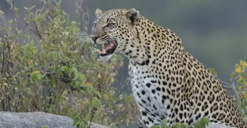 3 Days Serengeti and Lake Manyara2