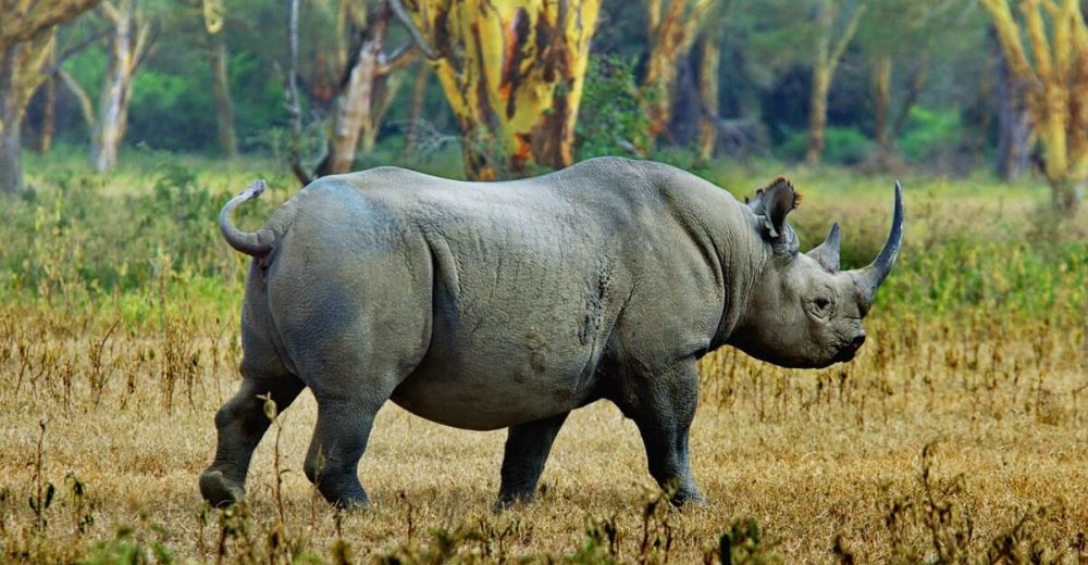 5 days ngorongoro rhino