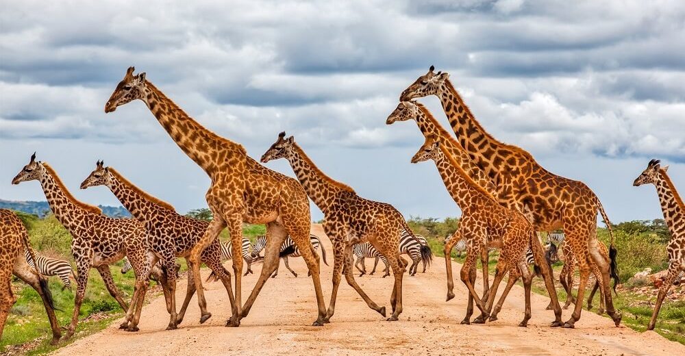 5 days tanzania safaris African remote1