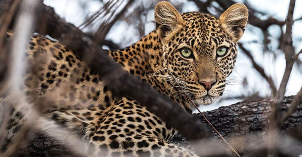 5 days tanzania safaris African remote2