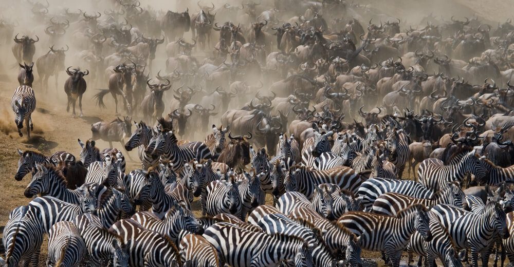 5 days tanzania safaris African remote4