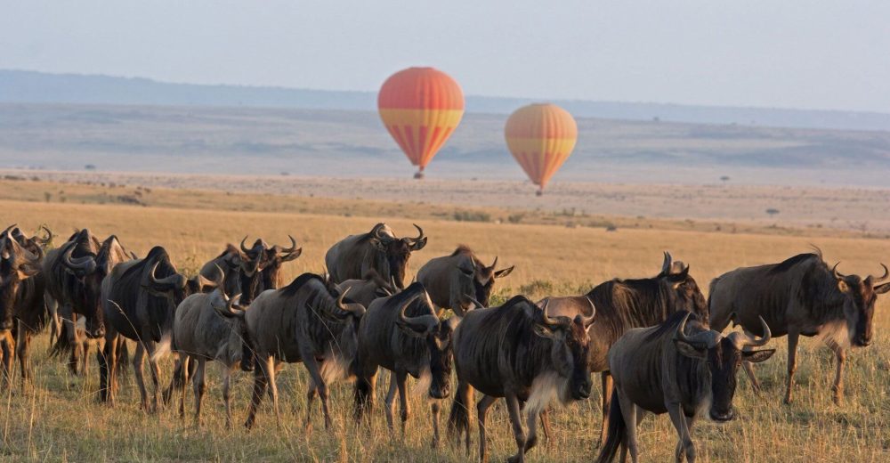 5 days wildlife Tanzania Safaris