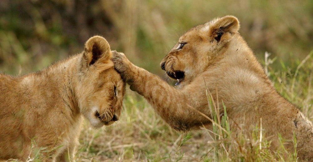 5 days wildlife Tanzania Safaris1