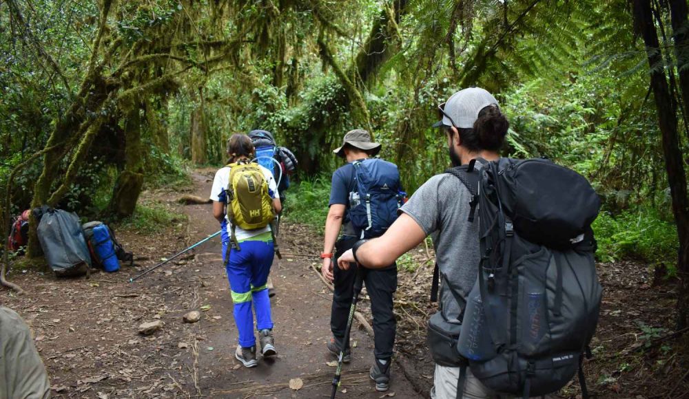7 Days Machame Route African Explorer lush forest