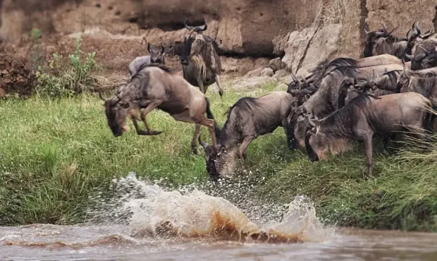 Experiences African Remote migration