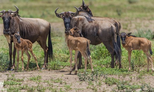 Experiences African Remote migration3