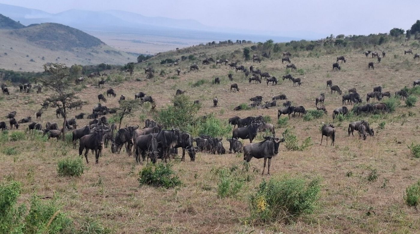 migration African Remote in serengeti1